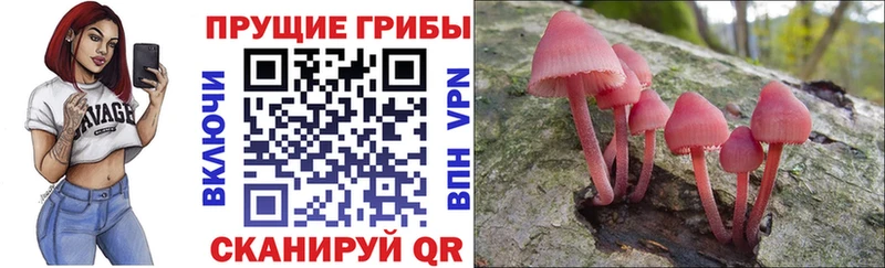 MEGA как войти  сайты даркнета состав  Псилоцибиновые грибы Psilocybine cubensis  Темников 